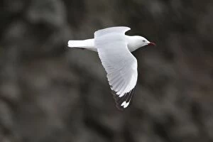 Images Dated 4th November 2014: Red-billed Gull in flight