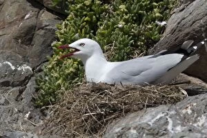 Red-billed Gull at nest