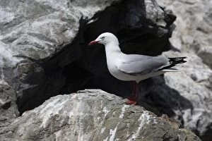 Red-billed Gull perched on rock