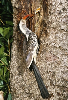 Images Dated 26th November 2004: Red-billed Hornbill