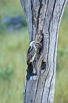 Images Dated 4th March 2008: Red-billed Hornbill - At nest hole - Okavango - Botswana