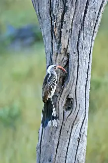 Hornbills Prints: Red-billed Hornbill - At nest hole - Okavango - Botswana