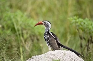 Images Dated 3rd March 2008: Red-billed Hornbill - On rock - Okavango - Botswana