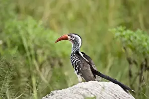 Hornbills Prints: Red-billed Hornbill - On rock - Okavango - Botswana