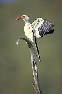Red-Billed Hornbill - Wing flapping