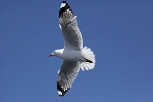 Red Billed Prints: Red-billed / Mackerel Gull - in flight - offshore from Kaikoura - South Island - New Zealand
