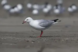 Estuaries Prints: Red-billed / Mackerel Gull - food in beak - Ashley River estuary - Canterbury - New Zealand