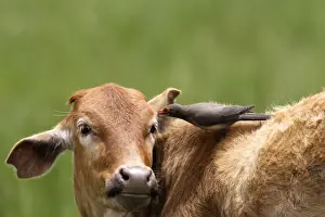 Parasite Prints: Red-billed Oxpecker - on cattle Fam : Sturnidae