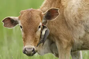 Red-billed Oxpecker Fam : Sturnidae