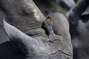 Red-Billed Oxpecker - on White Rhino