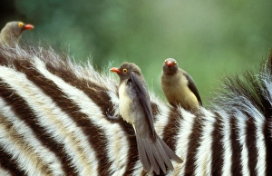 Red-billed OXPECKER - on Zebra Red-billed OXPECKER - on Zebra