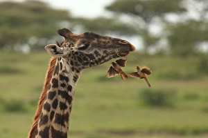 Images Dated 9th February 2011: Red-billed Oxpeckers - flying to Masai Giraffe neck - Ngorongoro Crater Reserve - Serengeti