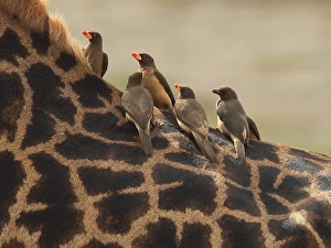 Images Dated 9th February 2011: Red-billed Oxpeckers - sitting on Giraffe neck