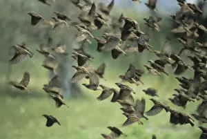 Red Billed Prints: Red Billed Quelea - Flock leaving waterhole Etosha National Park, Namibia, Africa BI008599