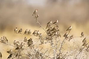 Red-billed Quelea - flock settled in bush