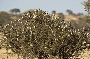 Red-billed Quelea - flock on thorn tree - Mashatu Game Reserve - Botswana