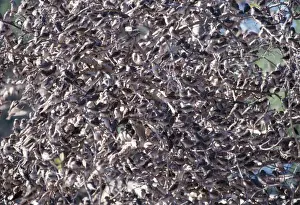 Red Billed Prints: Red-billed Quelea - Massive flock on branches Botswana, Africa