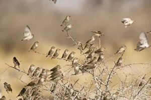 Images Dated 5th September 2006: Red-billed Quelea (Quelea quelea) flock settled in bush, Namibia