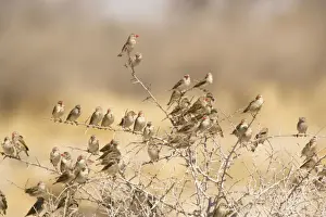 Red-billed Quelea (Quelea quelea) flock settled in bush, Namibia. Most abundant wild bird in the world