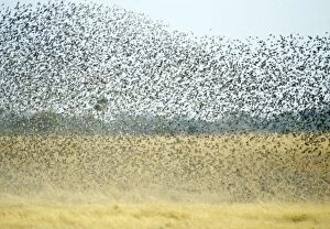 Images Dated 29th December 2004: Red-billed Quelea Swarm. Botswana, Africa