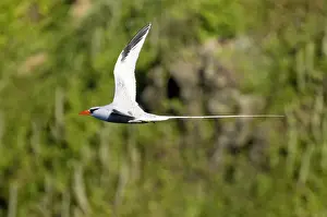 Tobago Prints: Red-billed Tropicbird - in flight - Little Tobago