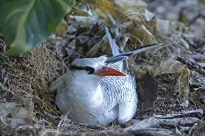 Red-billed Tropicbird - on nest
