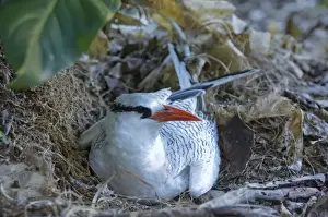 Tobago Prints: Red-billed Tropicbird - on nest - Little Tobago
