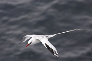 Images Dated 15th April 2005: Red billed Tropicbird. Plazza Island. Galapagos