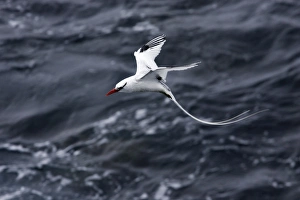 Images Dated 15th April 2005: Red billed Tropicbird. Plazza Island. Galapagos