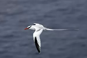 Images Dated 15th April 2005: Red billed Tropicbird. Plazza Island. Galapagos