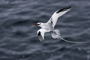 Images Dated 15th April 2005: Red billed Tropicbird. Plazza Island. Galapagos