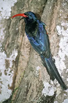 Grub Prints: Red-billed Woodhoopoe - adult with grub at nest entrance Grahamstown