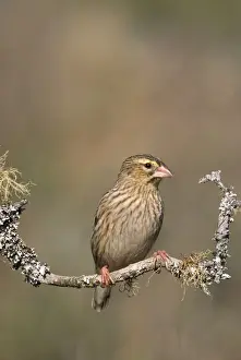Bishop Prints: Red Bishop - female, perched on branch