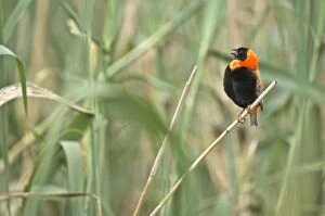 Red Bishop - Male bird singing