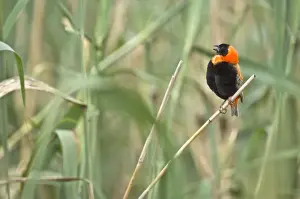 Bishop Prints: Red Bishop - Male bird singing - South Africa