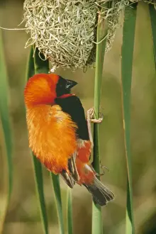 Bishop Prints: Red Bishop PS 2679 Euplectes orix © Peter Steyn / ardea. com