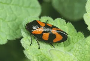 Froghoppers Prints: Red & Black Froghopper JLMO 1434 Cercopis vulnerata © John Mason / ARDEA LONDON