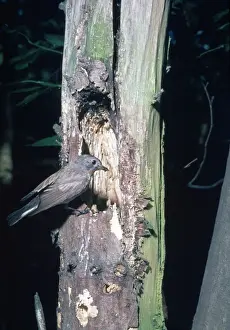 Flycatcher Prints: Red-breasted Flycatcher - at nest