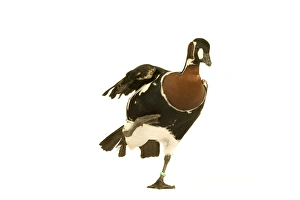 Images Dated 6th June 2004: Red-breasted Goose