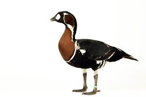 Red-breasted GOOSE