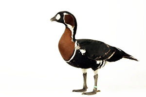 Images Dated 6th June 2004: Red-breasted Goose