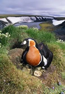 Red-breasted Goose - with chicks in nest on riverbank Taimyr, Russian Arctic