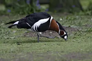 Red Breasted Goose-feeding on field, Washington WWT, Tyne and Wear UK