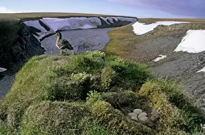 Red-breasted Goose - female by nest with 5 eggs lay in goose's down - at riverbank cliff - river Maksimovka near Kara sea - near Dikson - Russian Arctic - summer - July Di33. 3402