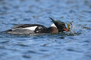 Images Dated 6th March 2014: Red-breasted Merganser