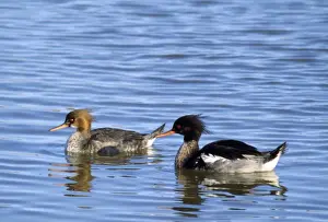 red-breasted Merganser Duck