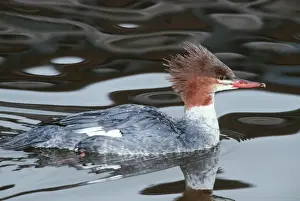 Mergansers Prints: Red-Breasted Merganser Duck CLA 549 Female