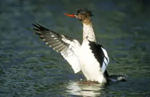 Red-breasted Merganser Duck Male, flapping wings after landing in sea