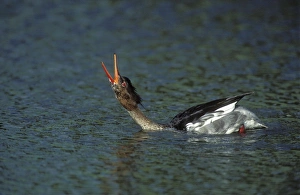 Red-breasted MERGANSER DUCK - male calling, beak open, during Spring courtship display on water Red-breasted MERGANSER DUCK - male calling, beak open, during Spring courtship display on water