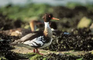 Red-breasted Merganser Duck Male resting on seashore
